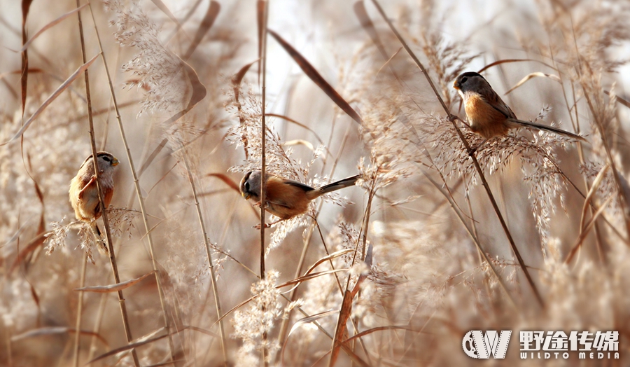 赛事预告｜ 体彩·环中原自行车公开赛新乡站 走进长寿封丘
