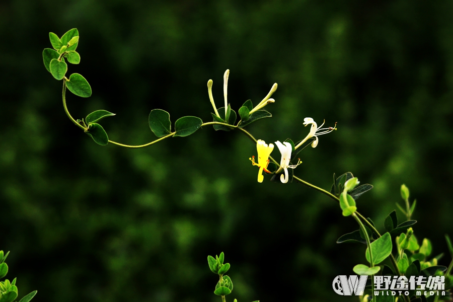 赛事预告｜ 体彩·环中原自行车公开赛新乡站 走进长寿封丘