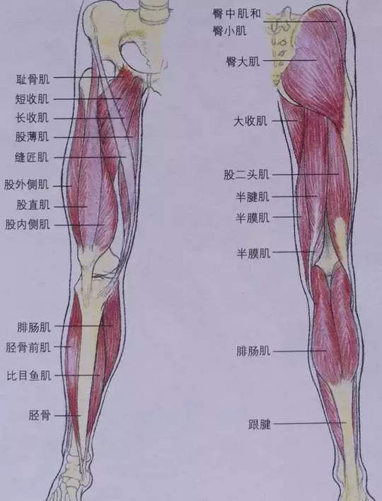 自行车运动会怎样改变我们的身体？
