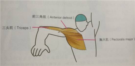 国内顶尖铁三运动员游泳实操教学：自由泳划水如何才能高效