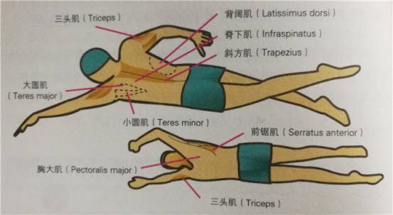 国内顶尖铁三运动员游泳实操教学：自由泳划水如何才能高效