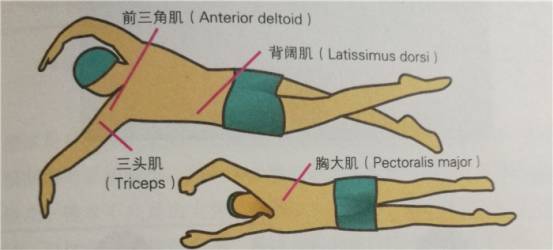 国内顶尖铁三运动员游泳实操教学：自由泳划水如何才能高效