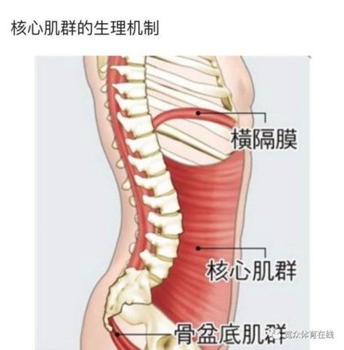 想要自行车骑的好,核心力量少不了