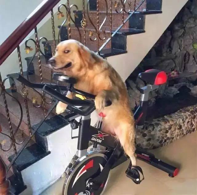 死活要教狗子学骑车，结果甩给你一个白眼