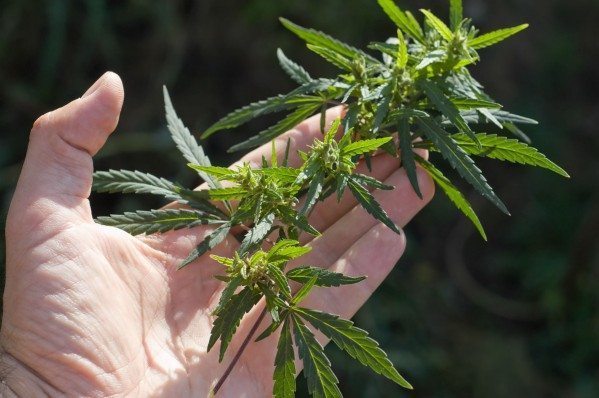 大麻可以运用在自行车运动吗？