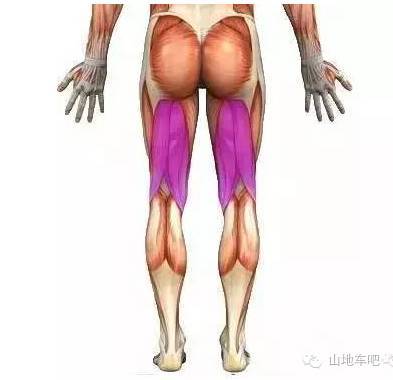 你知道骑单车都锻炼哪个部位的肌肉吗？