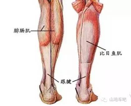 你知道骑单车都锻炼哪个部位的肌肉吗？