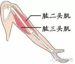 你知道骑单车都锻炼哪个部位的肌肉吗？