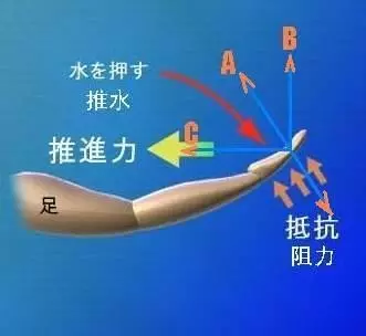 铁三爱好者应如何提升打腿效率 调整水中姿态