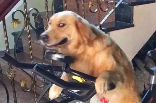 死活要教狗子学骑车，结果甩给你一个白眼