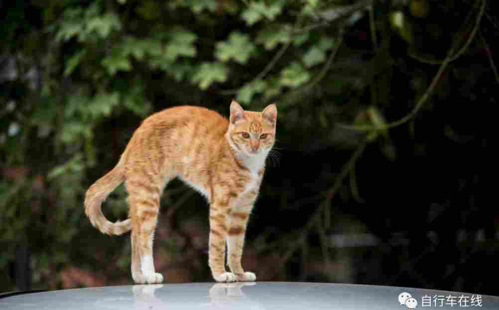 骑行一段时间后，腰背酸痛该怎么办？