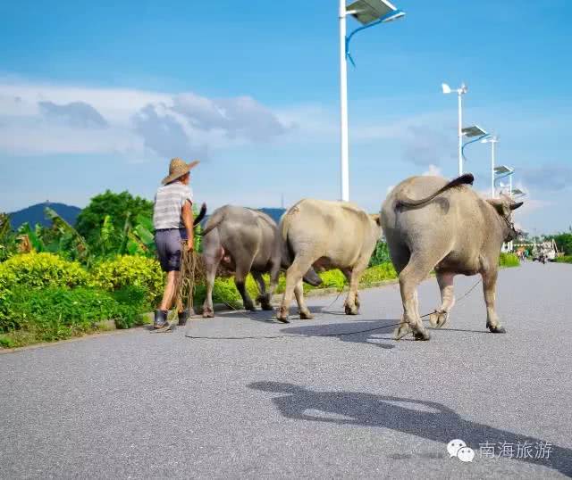 骑行路线推荐：5个南海避世小岛，赏日落叹名菜！