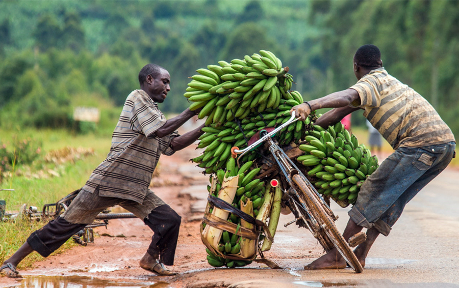 非洲小伙骑中国自行车创业运送香蕉，养家糊口就靠这一辆车