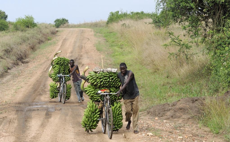 非洲小伙骑中国自行车创业运送香蕉，养家糊口就靠这一辆车