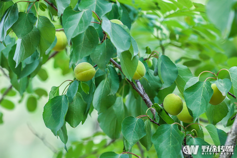 山地公开赛威海·环翠站D1：狼烟四起 封宽杰单飞三连胜