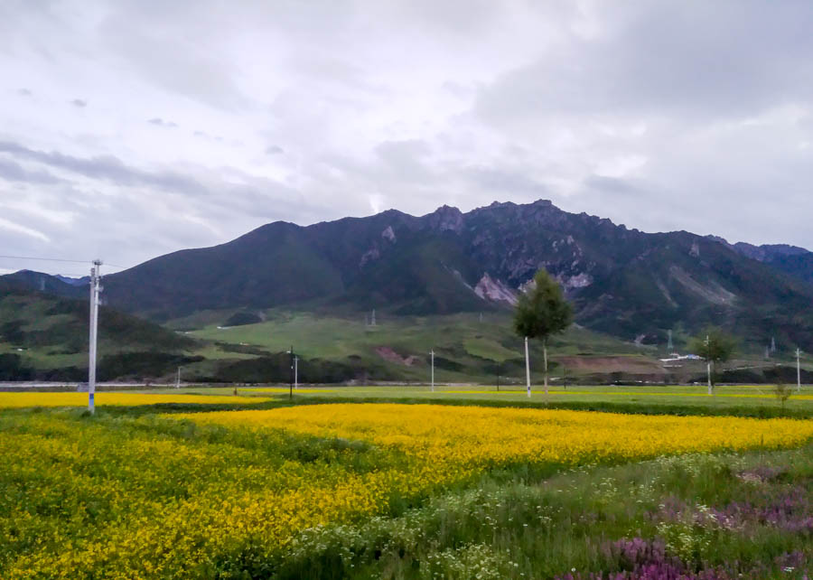 胖强寻山记｜相约金色门源  与魁哥骑赏百里油菜花海