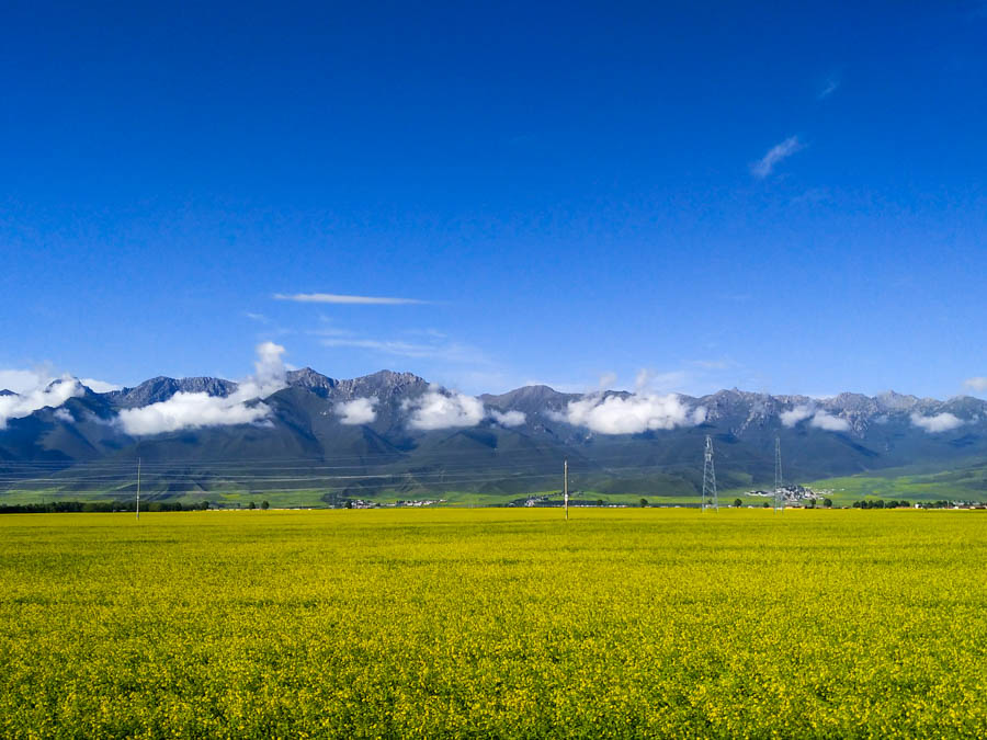 胖强寻山记｜相约金色门源  与魁哥骑赏百里油菜花海