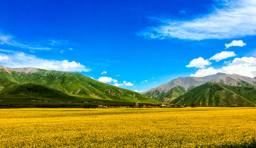 胖强寻山记｜相约金色门源  与魁哥骑赏百里油菜花海