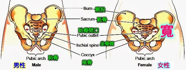 座垫怎么选？男女人体构造有别，谨慎选择