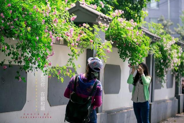 解锁南京鼓楼骑行线路  最美的风景都在脚下