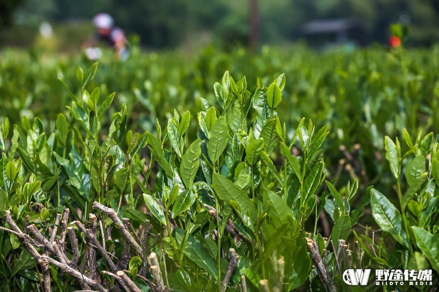 浙江联赛首站 | 龙坞茶镇 最美赛道 米久江成功卫冕