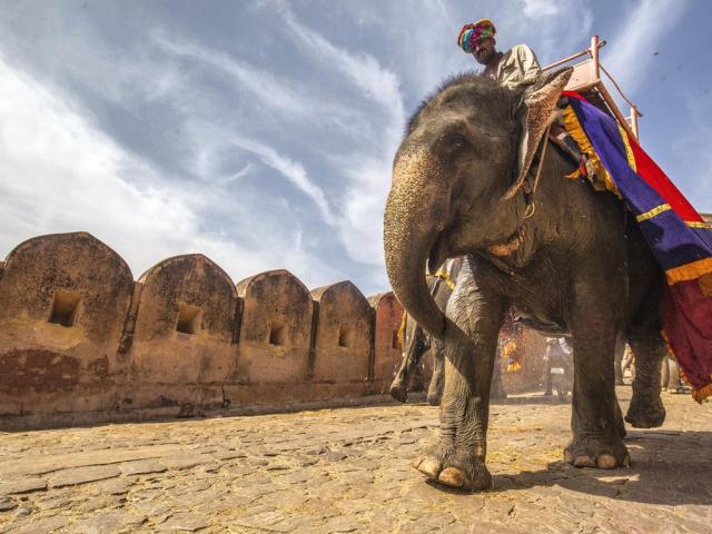 印度骑大象游览项目遭反对  建议改骑自行车