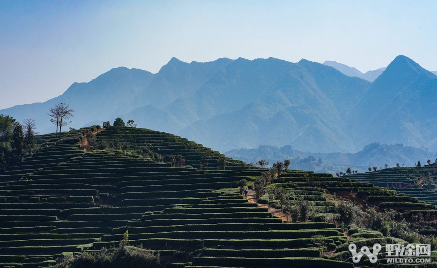 浙江聯(lián)賽第六站｜旭日晴空 激戰(zhàn)遂昌大柘茶山之巔