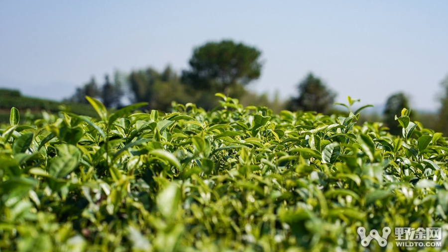 浙江聯(lián)賽第六站｜旭日晴空 激戰(zhàn)遂昌大柘茶山之巔