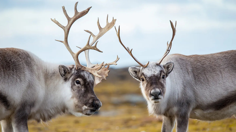 在北极圈训练的铁三爱好者  遇见驯鹿、北极狐......