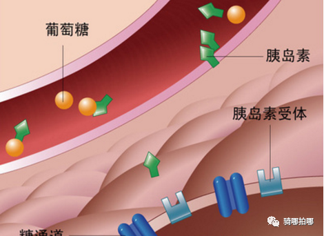 职业车手如何科学补糖