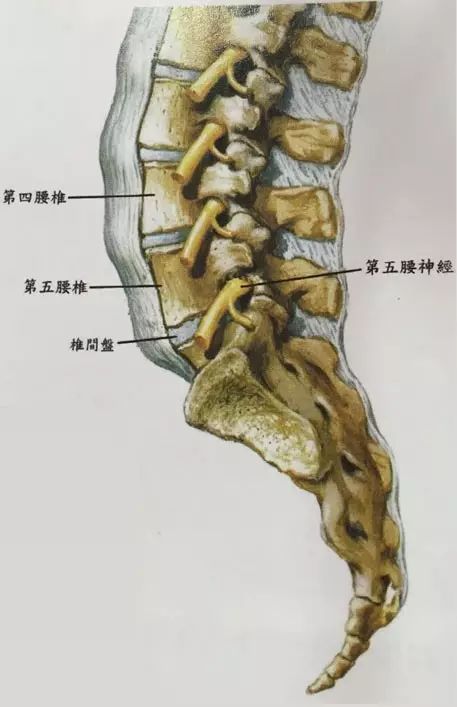 车友常见毛病——下背痛