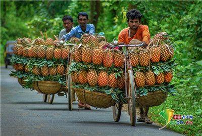 工人用自行车运菠萝 高难度堆叠技术提高效率
