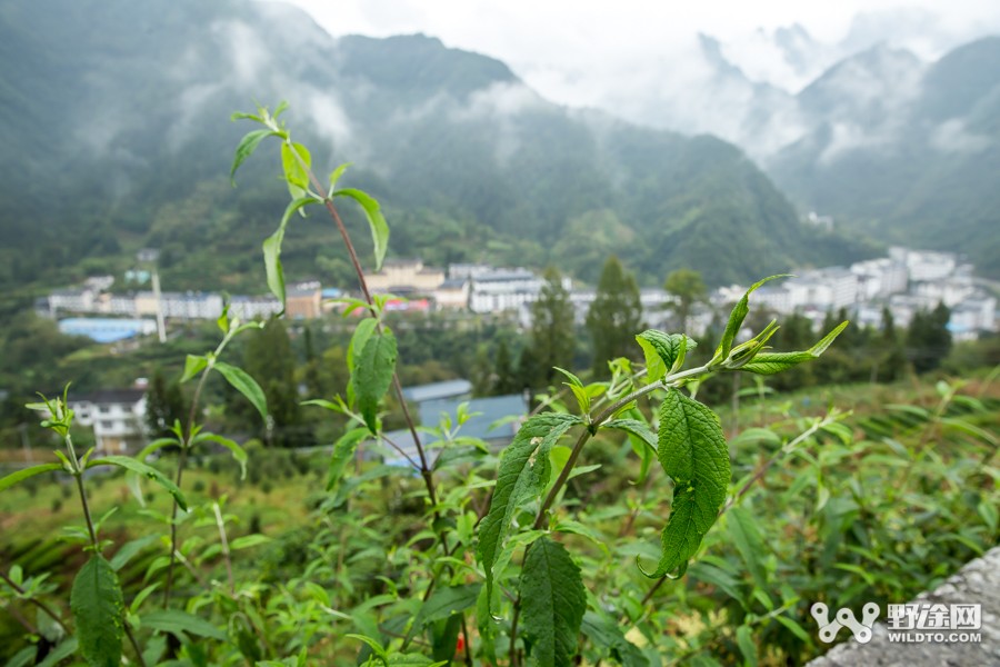 恩施十大拐爬坡赛 | 坡神胡甜甜达成三连冠