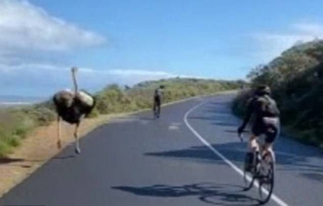 南非一只鸵鸟加入自行车赛 飞奔追赶车手