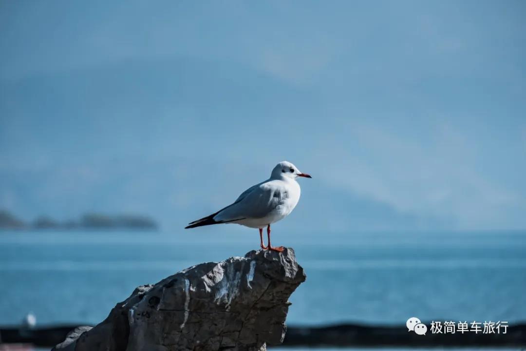 骑行云南D2：重环洱海  意犹未尽