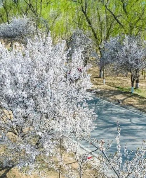 这条花路太梦幻！济南颜值爆表的单车骑行路线