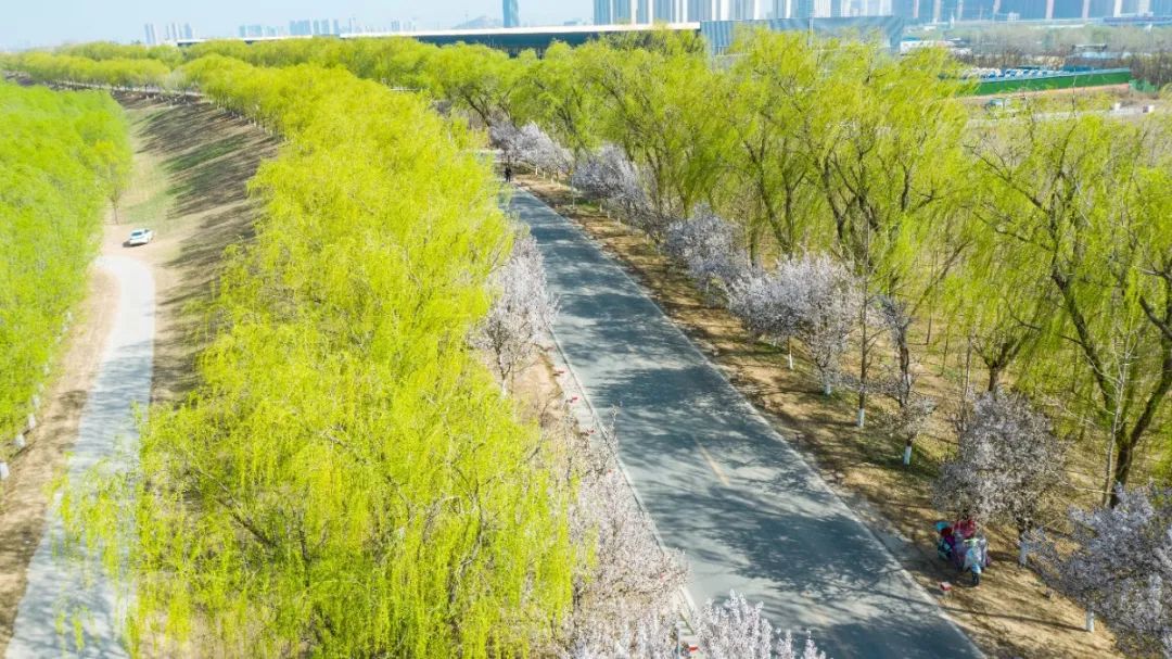 这条花路太梦幻！济南颜值爆表的单车骑行路线