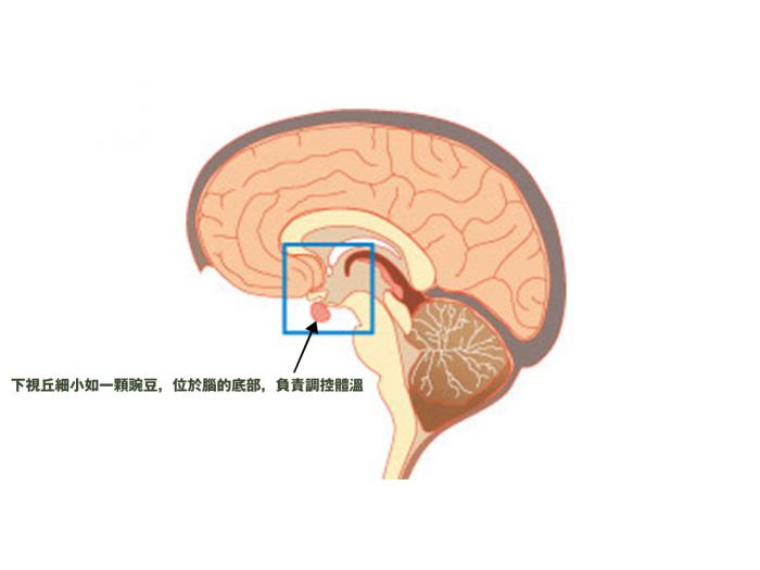 人的体温调节位于下视丘体温调节中枢,体温调节器设定正常的体温,通过