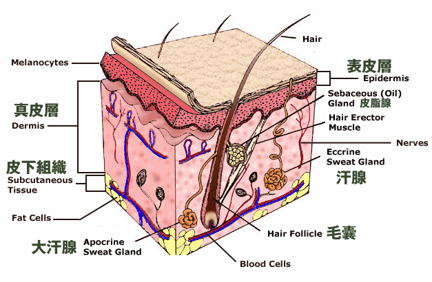 汗腺是负责制造及排出汗液的构造,结构上包括了分泌曲管和汗管,在皮肤