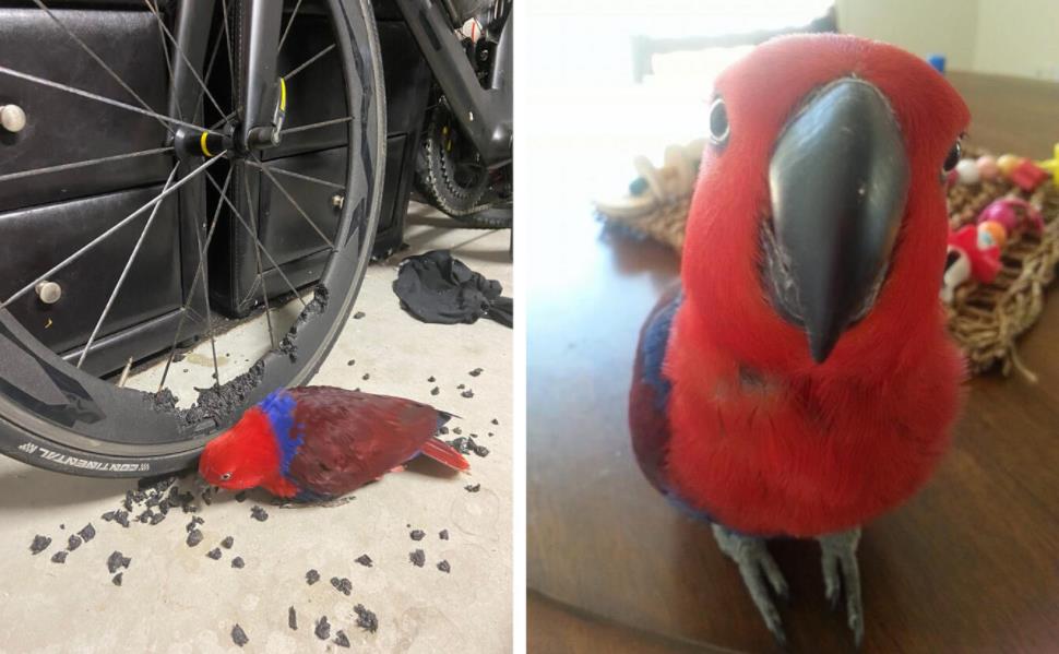 无奇不有！鹦鹉嘴撕自行车轮组，居然是真事儿？！