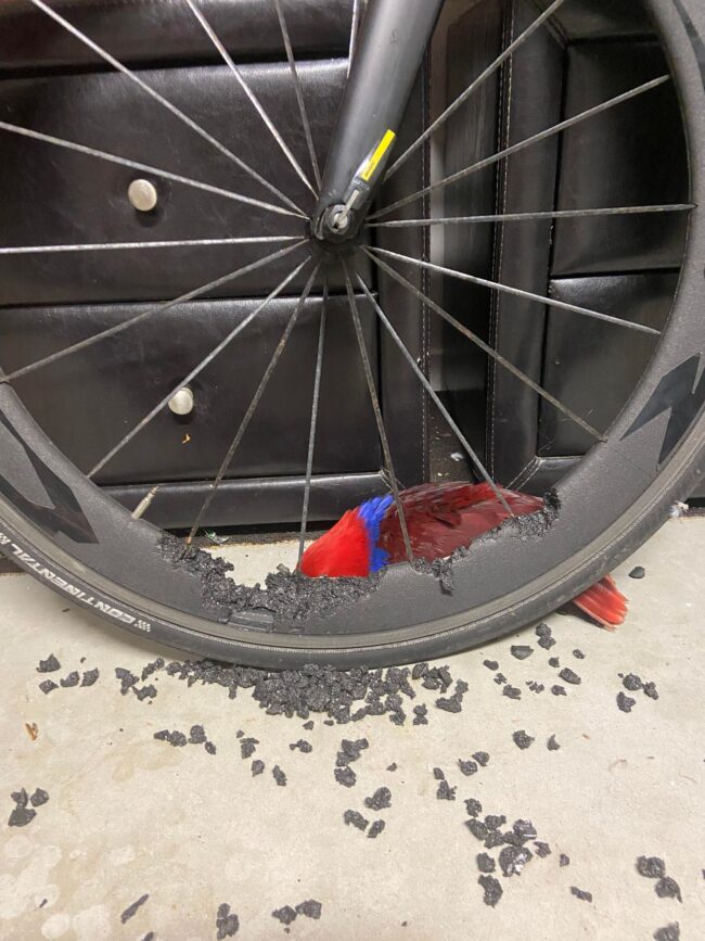 无奇不有！鹦鹉嘴撕自行车轮组，居然是真事儿？！