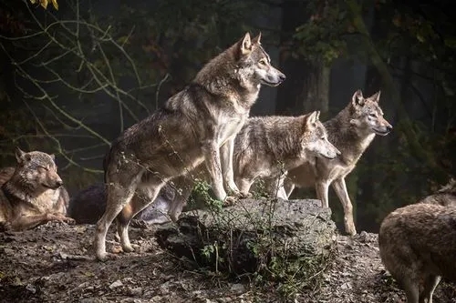 生死时速 荷兰国家公园惊现野狼追逐骑手