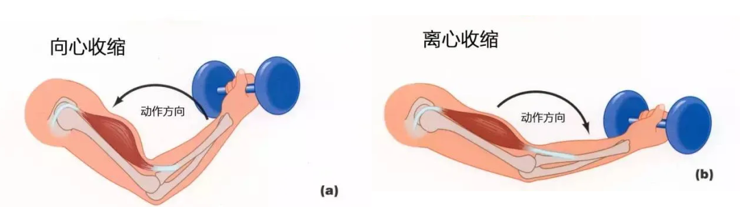 参加骑行比赛前，怎么吃才能保障你的发挥？