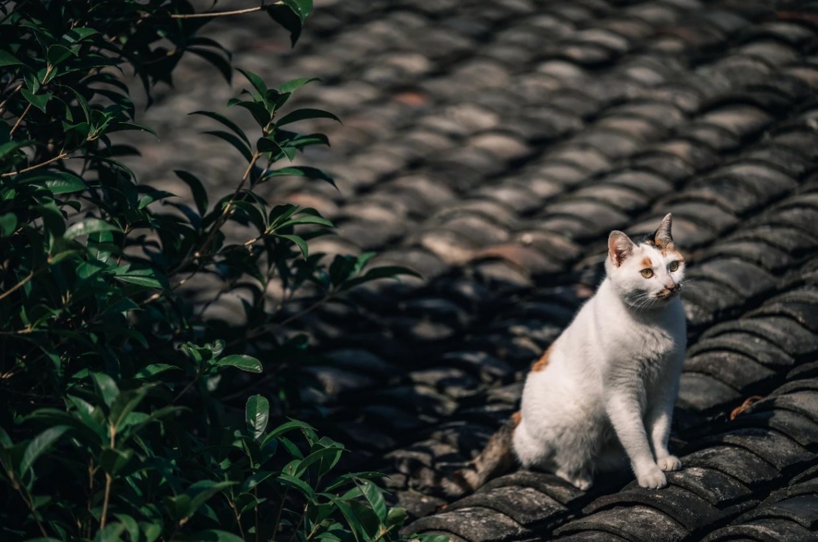 震惊！Liv活动现场集体暴打前男友！