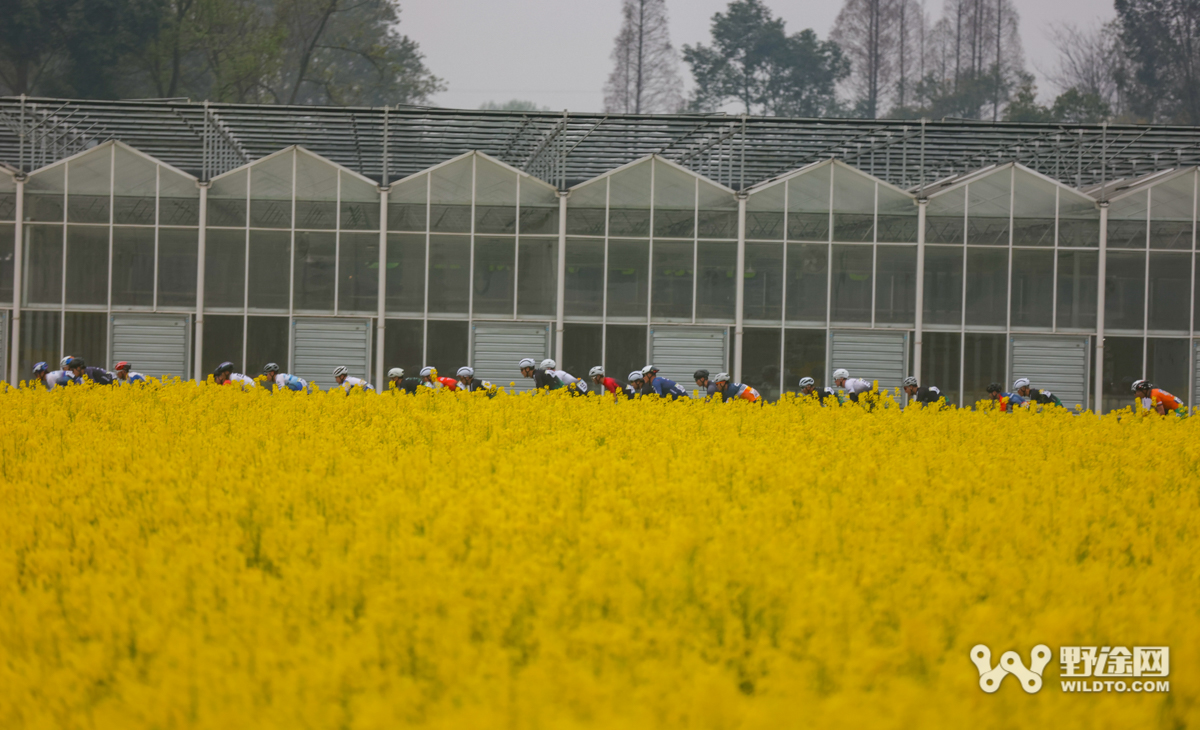 徜徉油菜花海 天府绿道国际车迷健身节（新津站）落幕