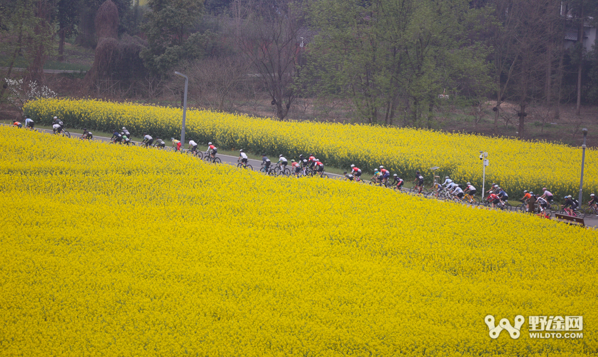 徜徉油菜花海 天府綠道國(guó)際車(chē)迷健身節(jié)（新津站）落幕