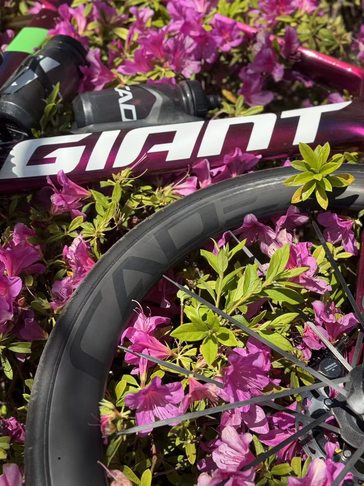 全新CADEX MAX50轮组，车队赛场评价给到夯